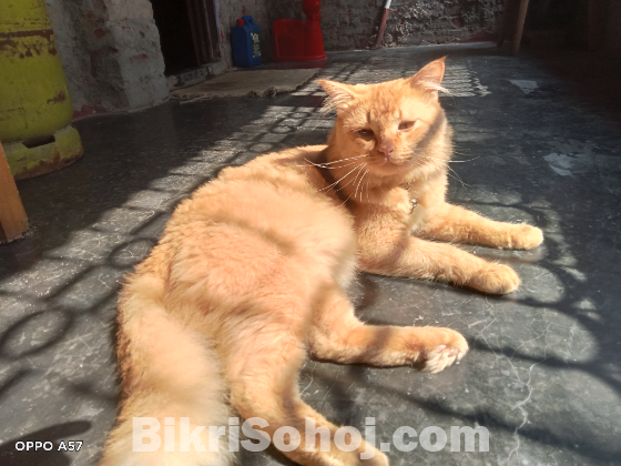 High quality persian mixed breed adult male cat...